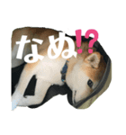 赤柴クロだよ（個別スタンプ：4）