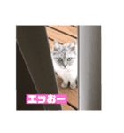 猫 ねこ ネコ cat（個別スタンプ：1）