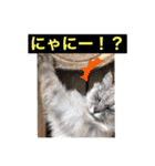 猫 ねこ ネコ cat（個別スタンプ：6）