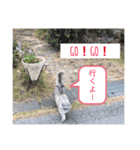 猫 ねこ ネコ cat（個別スタンプ：8）