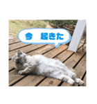 猫 ねこ ネコ cat（個別スタンプ：14）