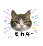 猫のきなこスタンプVer.2（個別スタンプ：1）