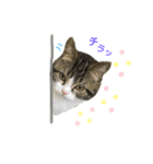 猫のきなこスタンプVer.2（個別スタンプ：2）