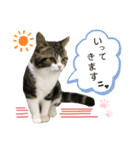 猫のきなこスタンプVer.2（個別スタンプ：3）