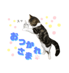 猫のきなこスタンプVer.2（個別スタンプ：4）