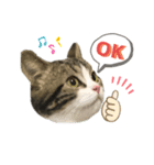 猫のきなこスタンプVer.2（個別スタンプ：5）