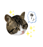 猫のきなこスタンプVer.2（個別スタンプ：6）