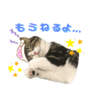猫のきなこスタンプVer.2（個別スタンプ：7）