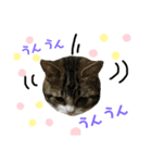 猫のきなこスタンプVer.2（個別スタンプ：8）