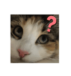 飼い猫あんずの日常（個別スタンプ：1）