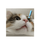 飼い猫あんずの日常（個別スタンプ：2）