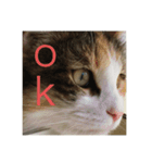 飼い猫あんずの日常（個別スタンプ：4）