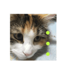 飼い猫あんずの日常（個別スタンプ：6）
