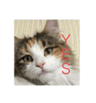 飼い猫あんずの日常（個別スタンプ：7）