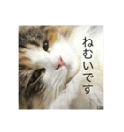 飼い猫あんずの日常（個別スタンプ：8）