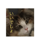 飼い猫あんずの日常（個別スタンプ：9）