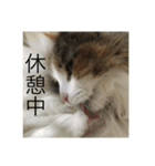 飼い猫あんずの日常（個別スタンプ：10）