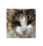 飼い猫あんずの日常（個別スタンプ：11）