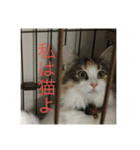 飼い猫あんずの日常（個別スタンプ：12）