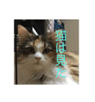 飼い猫あんずの日常（個別スタンプ：13）