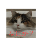 飼い猫あんずの日常（個別スタンプ：14）
