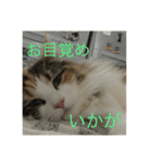飼い猫あんずの日常（個別スタンプ：15）