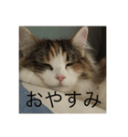 飼い猫あんずの日常（個別スタンプ：16）