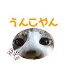 こもじろう♪♪（個別スタンプ：3）