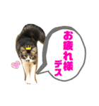こもじろう♪♪（個別スタンプ：7）