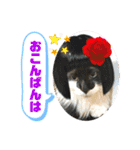 こもじろう♪♪（個別スタンプ：12）
