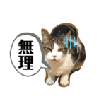 こもじろう♪♪（個別スタンプ：13）