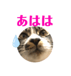 こもじろう♪♪（個別スタンプ：14）