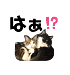 こもじろう♪♪（個別スタンプ：16）