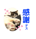こもじろう♪♪（個別スタンプ：17）
