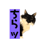 こもじろう♪♪（個別スタンプ：22）