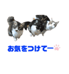こもじろう♪♪（個別スタンプ：27）