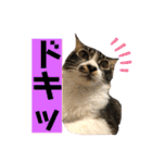 こもじろう♪♪（個別スタンプ：30）