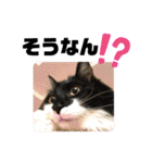 こもじろう♪♪（個別スタンプ：31）