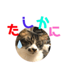 こもじろう♪♪（個別スタンプ：32）
