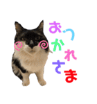 こもじろう♪♪（個別スタンプ：33）