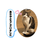 こもじろう♪♪（個別スタンプ：34）