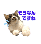 こもじろう♪♪（個別スタンプ：38）
