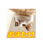 _sala_cat_5（個別スタンプ：1）