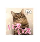 _sala_cat_5（個別スタンプ：2）
