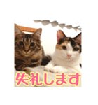 _sala_cat_5（個別スタンプ：4）