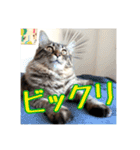 _sala_cat_5（個別スタンプ：5）