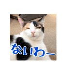 _sala_cat_5（個別スタンプ：6）