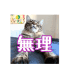 _sala_cat_5（個別スタンプ：7）
