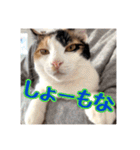 _sala_cat_5（個別スタンプ：9）