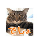 _sala_cat_5（個別スタンプ：10）